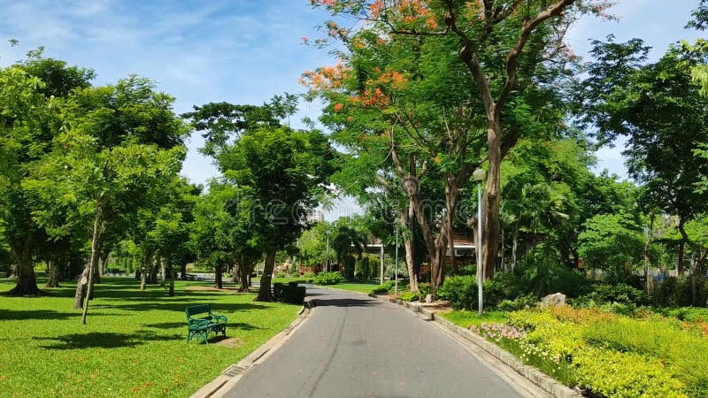 Road in the park on a bright day.