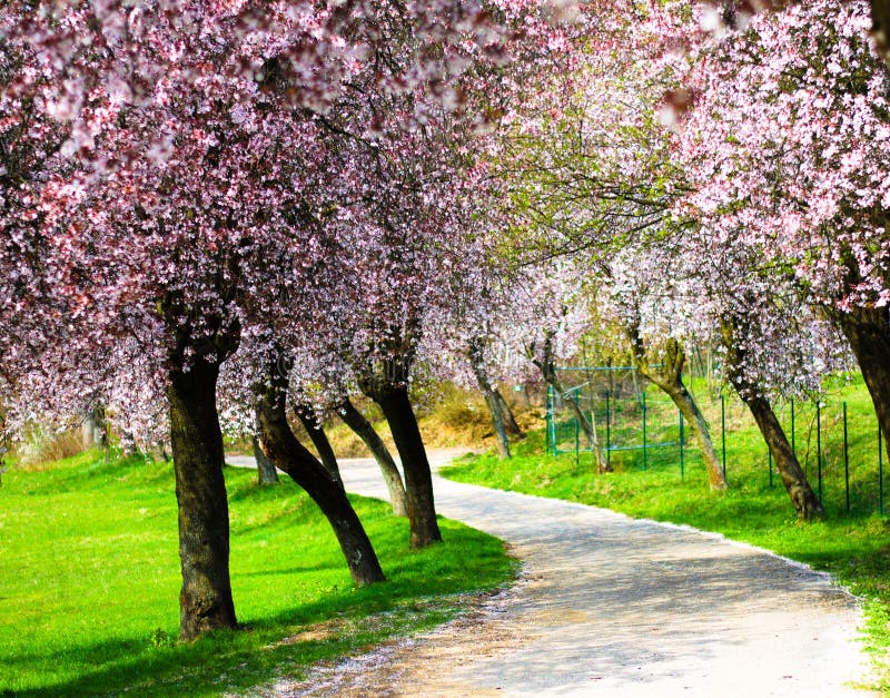 Orchard peaches stock image. Image of green, sweet, prunus 10417479