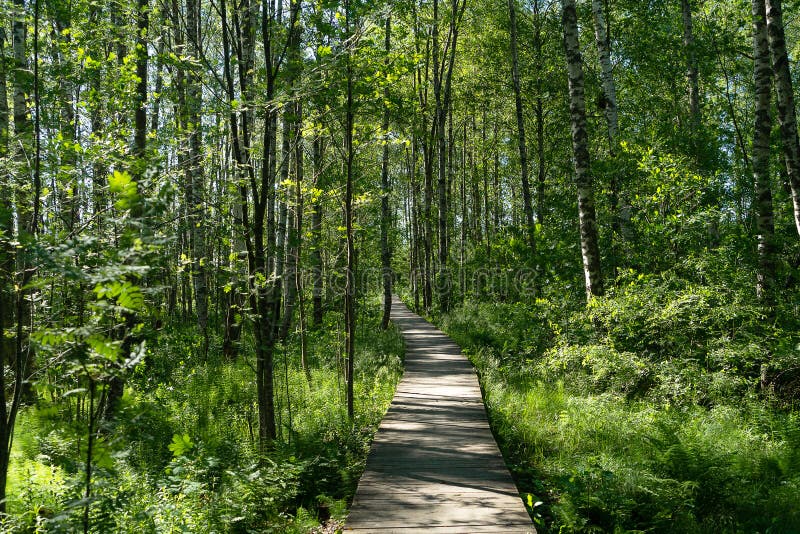 A road passing through the forest stock photos A road passing through the forest stock photos