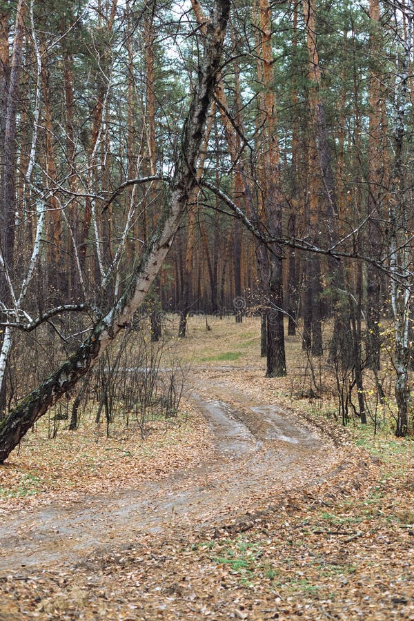 Road in the pine forest in autumn stock images Road in the pine forest in autumn stock images