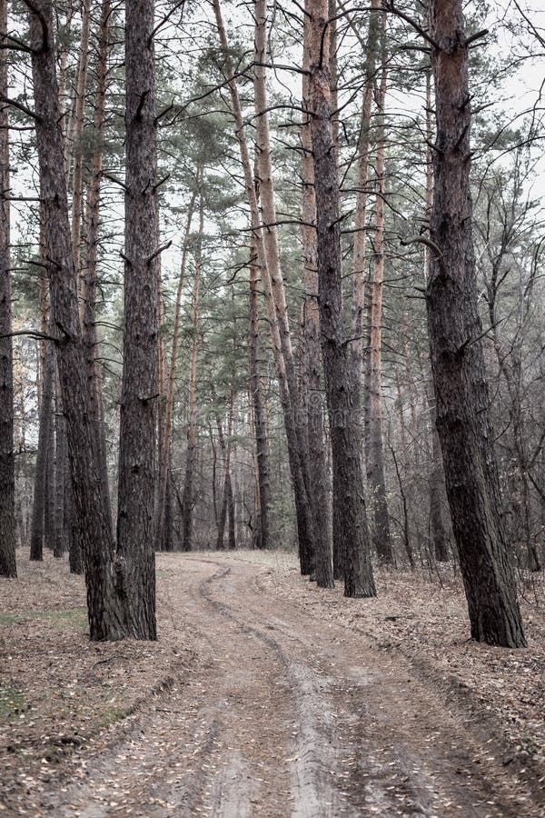 Road in the pine forest in autumn royalty free stock photography Road in the pine forest in autumn royalty free stock photography