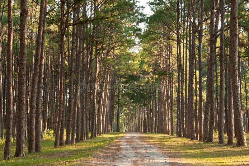 The road in pine forest. CHIANG MAI THAILAND