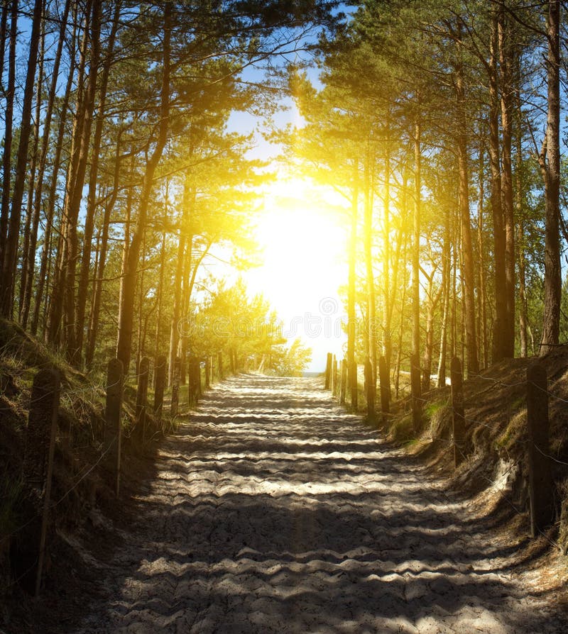 Road In The Pine Forest Stock Photo Image Of Road Flora 66019572