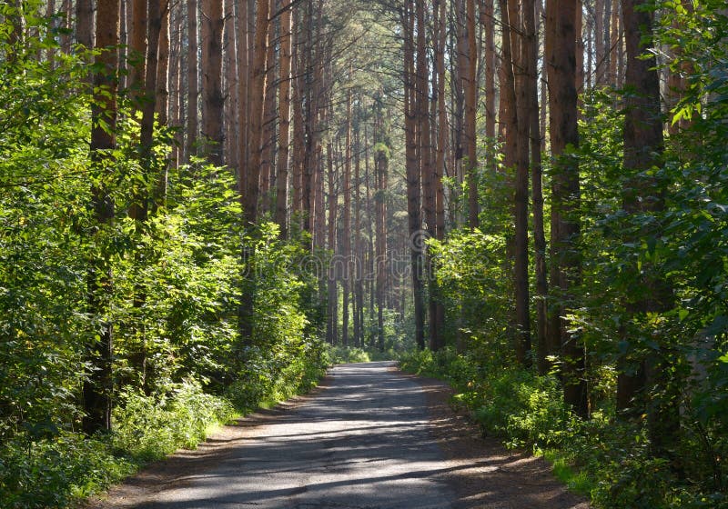 The Road through the Pine Forest. Stock Image Image of right, trees