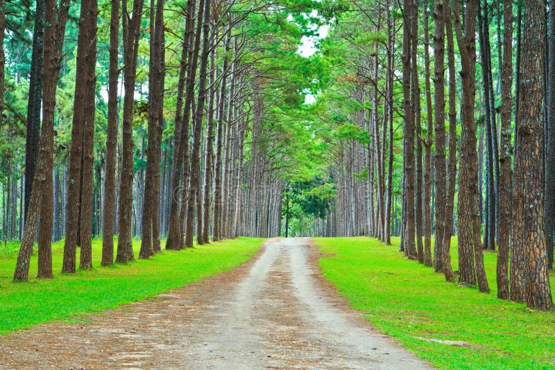 Road into Pine Forest stock image. Image of pathway, ecology 33739513