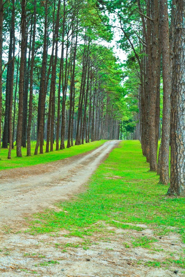 Road into Pine Forest stock image. Image of beams, pathway 33739657