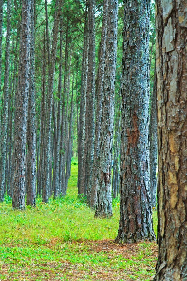 Road into Pine Forest stock image. Image of ecology, daylight 34204637