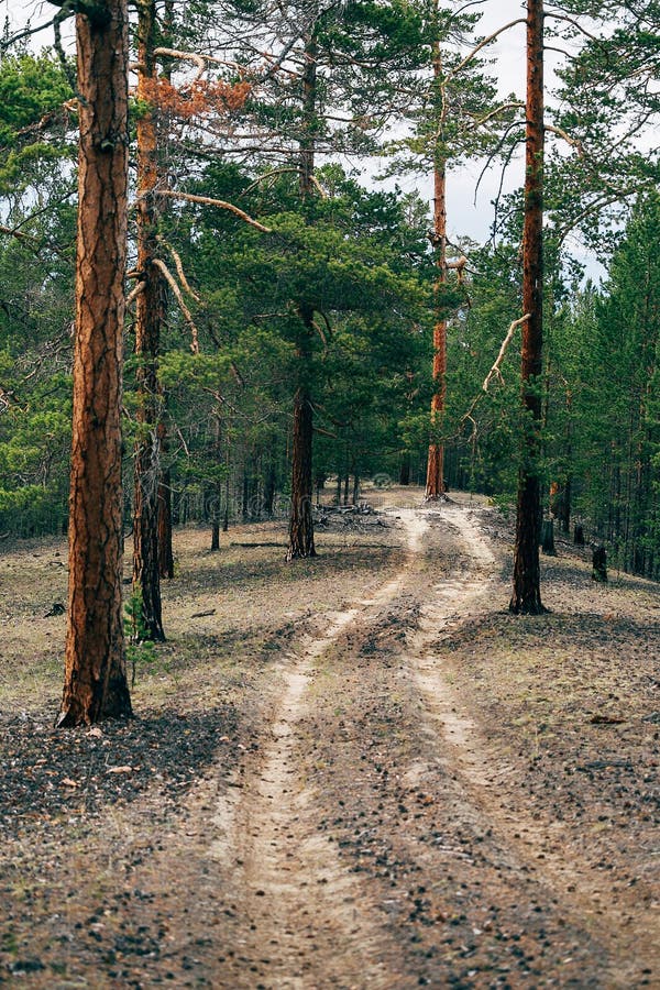 Road through the Pine Forest Stock Image Image of bush, idyllic 90759675