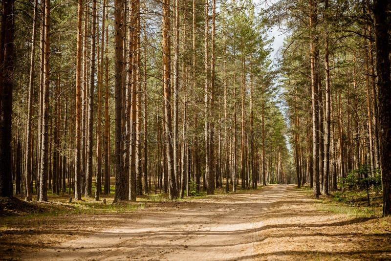 Road at a Pine Tree Forest.Park Path Sunlight Scene. Spring Green