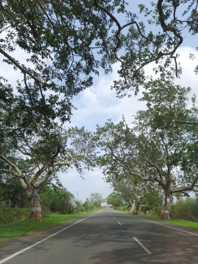 Roadside tree in forest stock image. Image of side, road 254991891