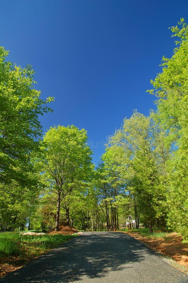 Road in the spring