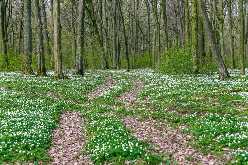 Road in a spring forest with beautiful white flowers. royalty free stock photography Road in a spring forest with beautiful white flowers. royalty free stock photography