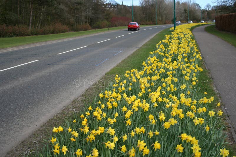 Road in Springtime