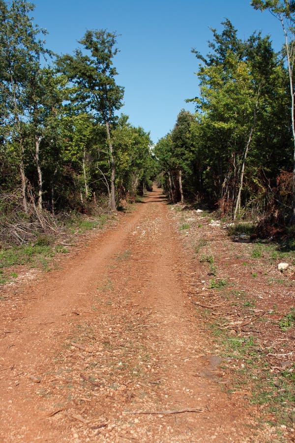 Road in subtropical forest