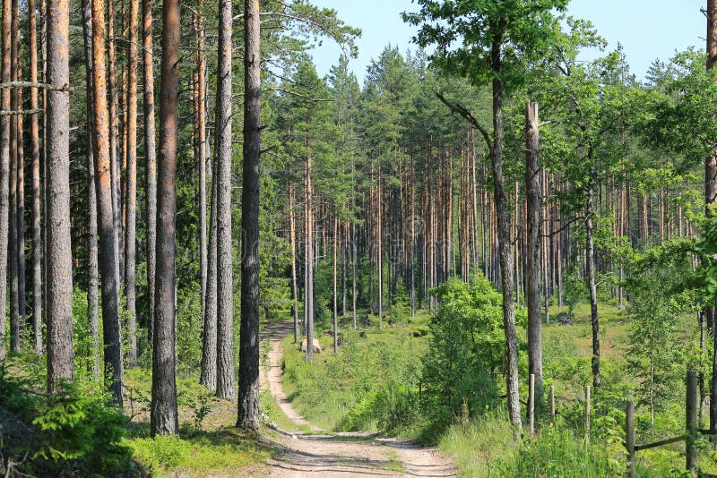 Road Into Summer Forest