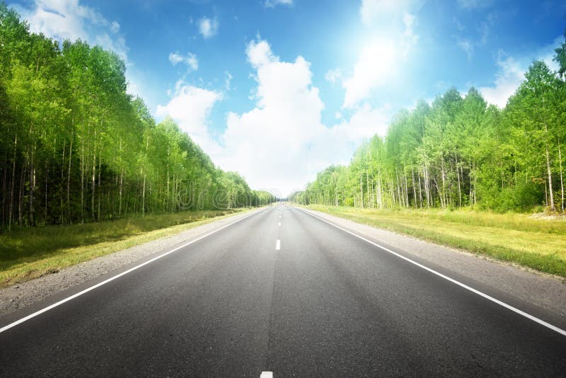 Road in summer forest