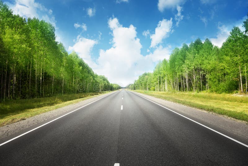 Road in summer forest