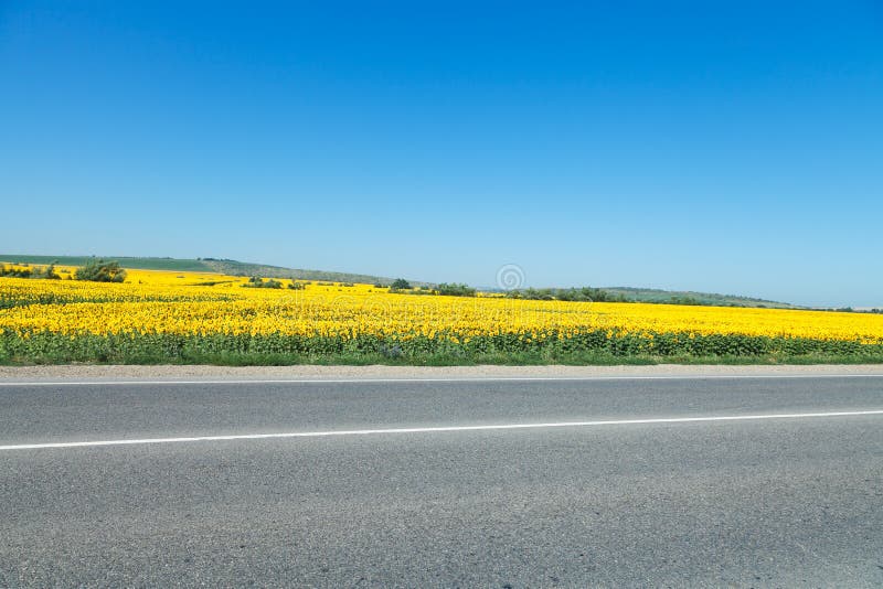 Road and sunflower fields in Caucasus royalty free stock images