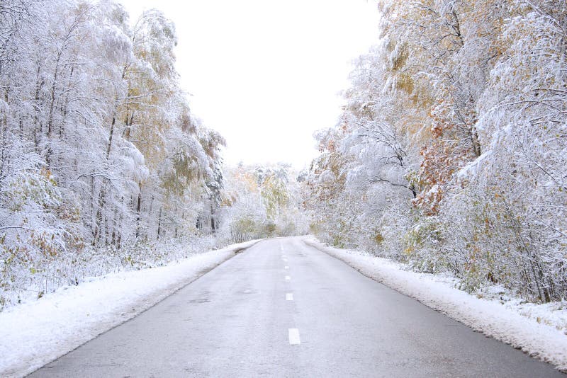 Road to a winter wood.