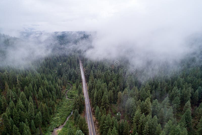 A road with trees in the background and a foggy sky. The road is empty and the trees are tall