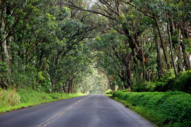 Road receding through tunnel or canopy of eucalyptus trees on Kauai island, Hawaii. Road receding through tunnel or canopy of eucalyptus trees on Kauai island, Hawaii.