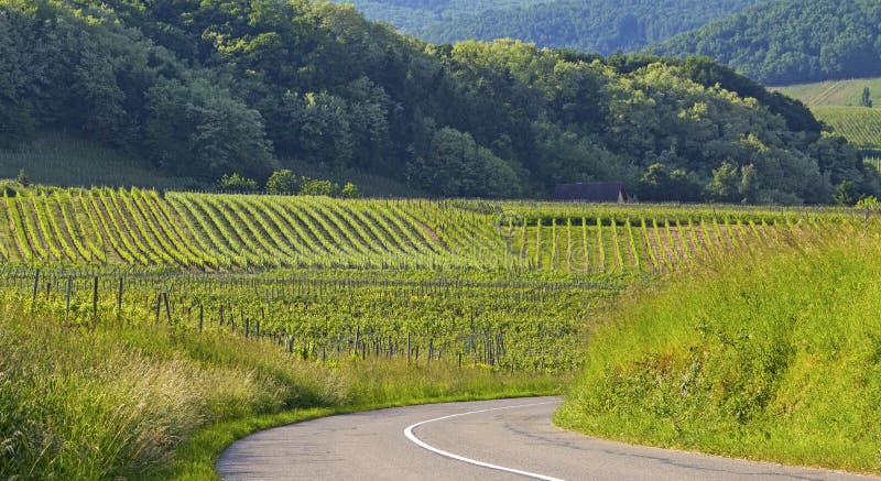 Road in vineyard, Alsace village. France.