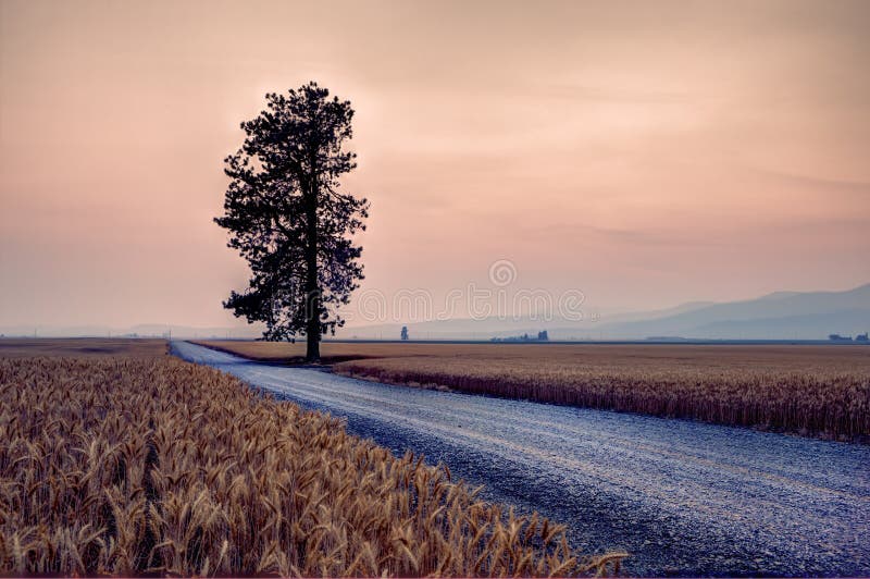 Road by wheat field.