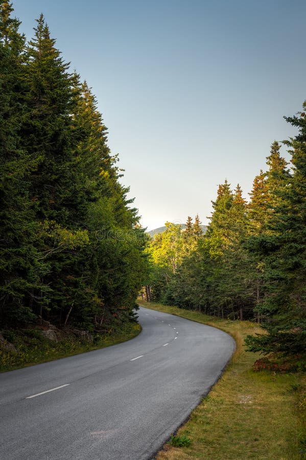 Road Winds through Pine Trees in Acadia National Park Vertical Stock