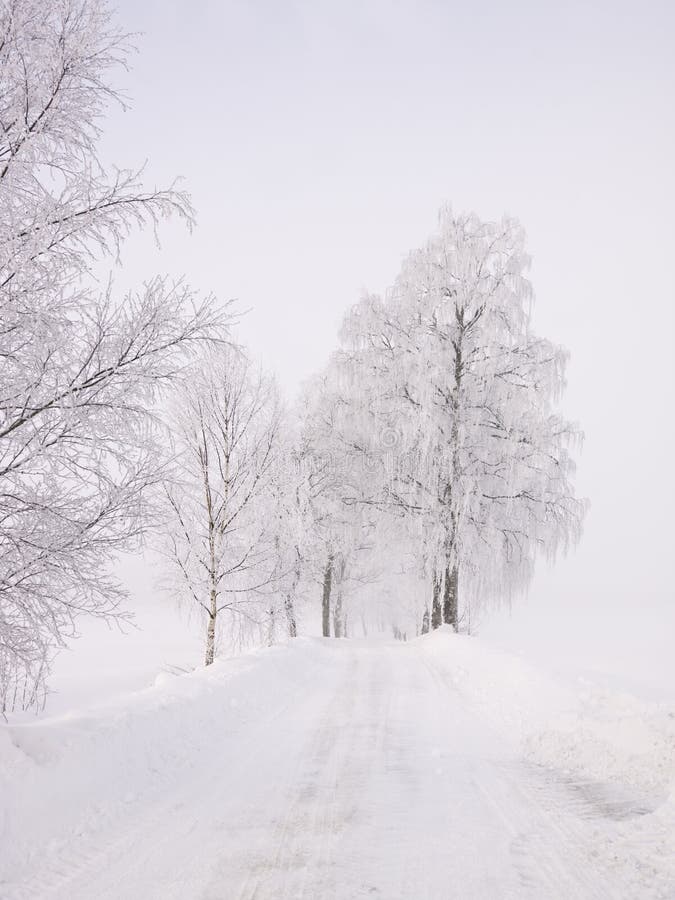 Road at winter