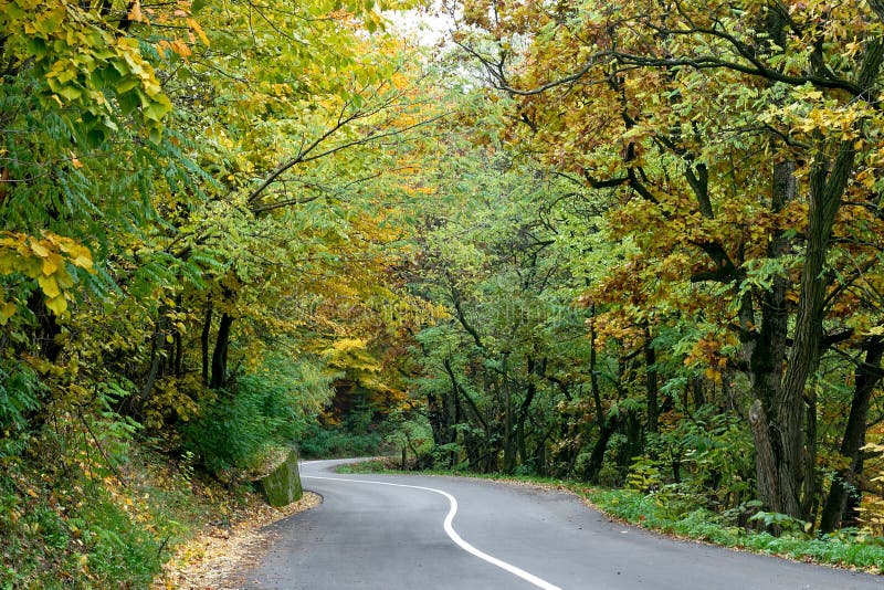 Road in wood