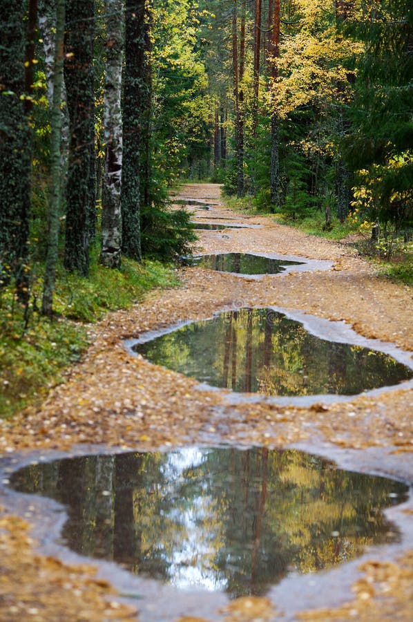 Road in wood