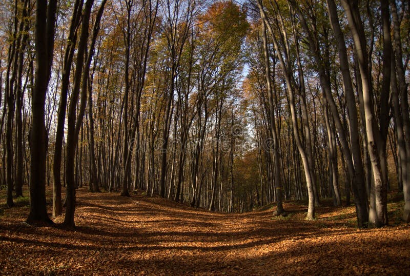 Road in wood