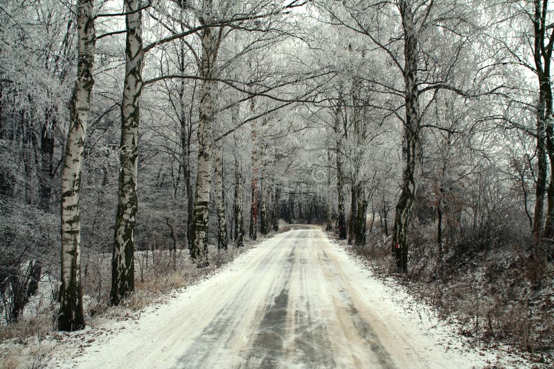Road wood winter