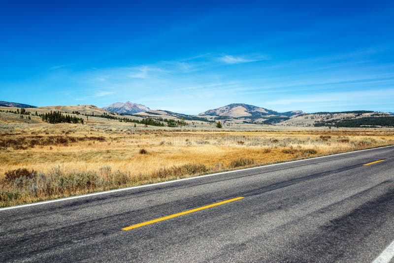 Road in Yellowstone National Park Stock Image Image of tree, wyoming