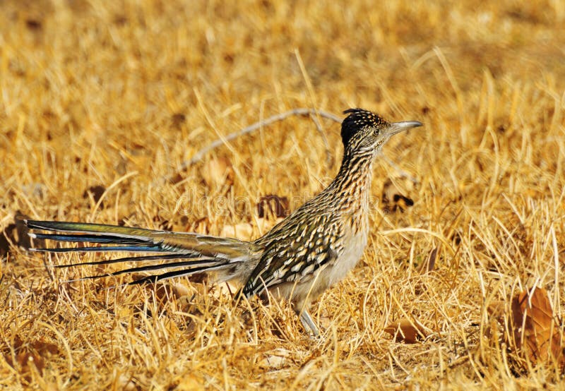 Roadrunner Picture. Image 8357582