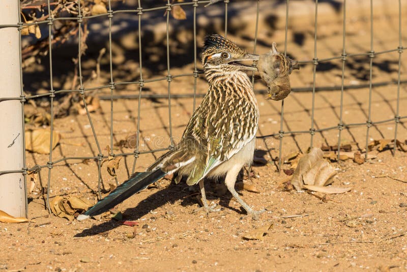 Roadrunner Eating a Bird stock photo. Image of animal 63932276