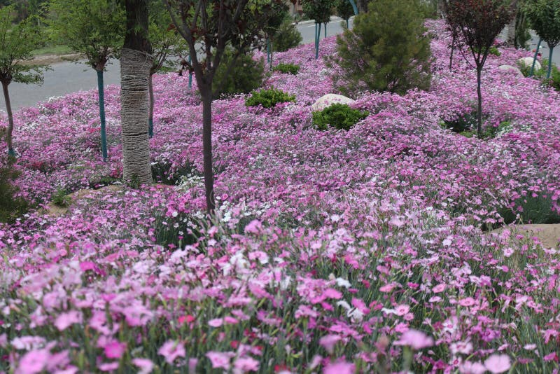 Roadside Dianthus flower Chinese village