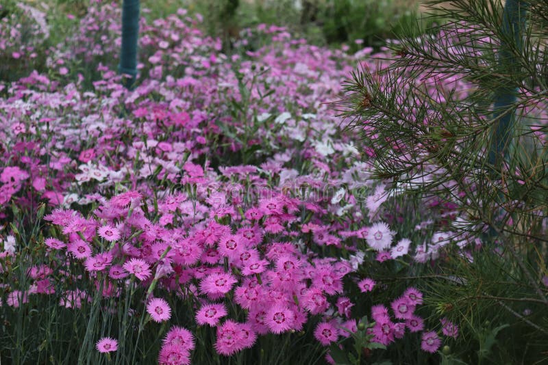 Roadside Dianthus flower Chinese village