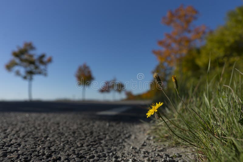 Roadside flower