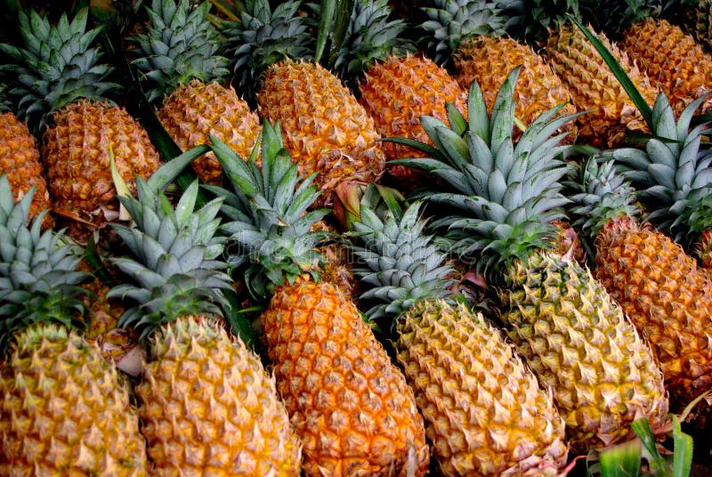 Pineapples at a Roadside Market in Hawaii Stock Image Image of crop