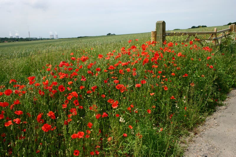 Roadside poppies