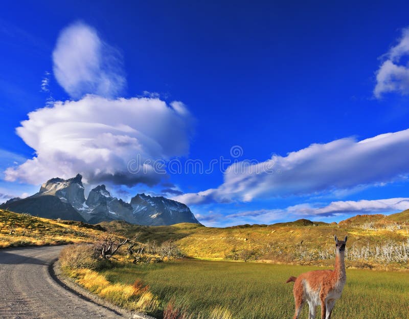 At the roadside posing graceful guanaco