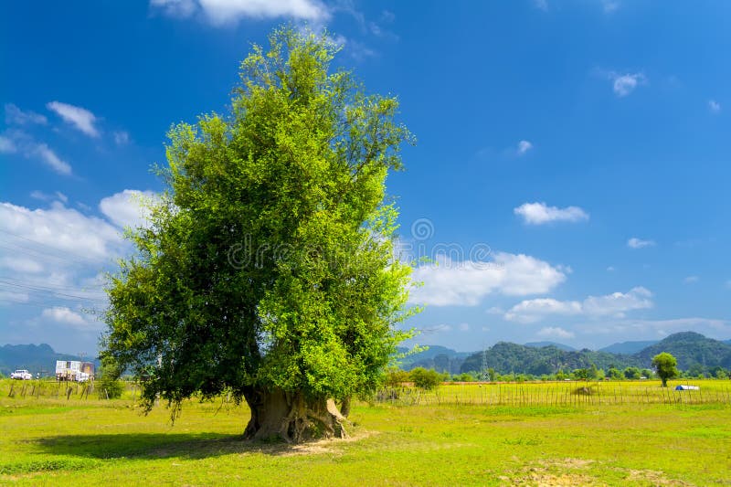 Roadside tree. Laos.