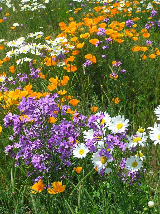 Roadside Wildflowers 2