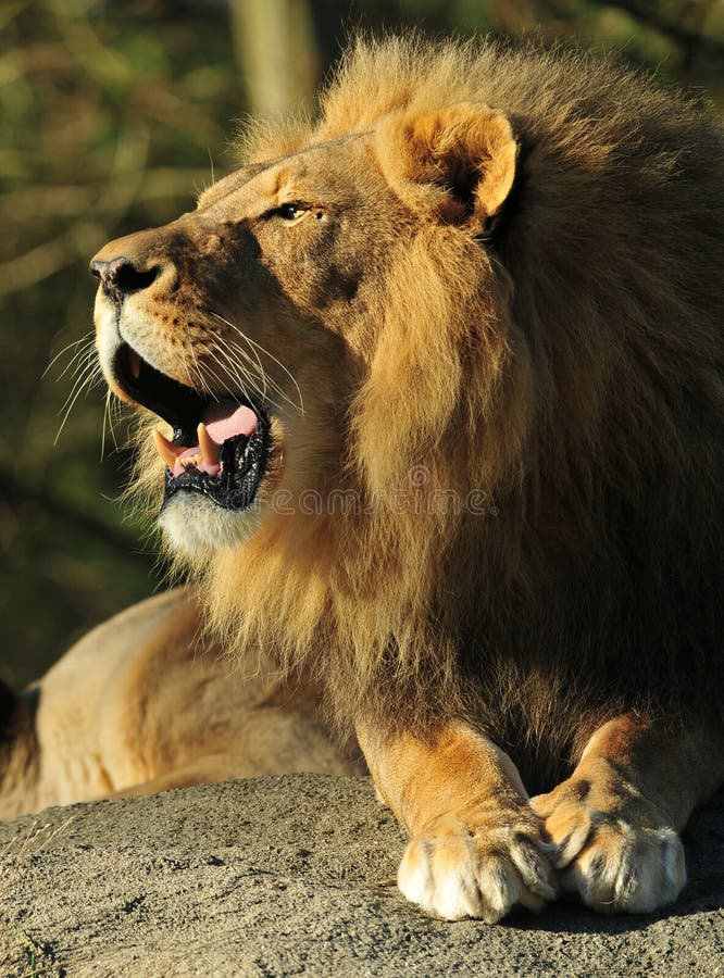 Roaring Lion stock photos