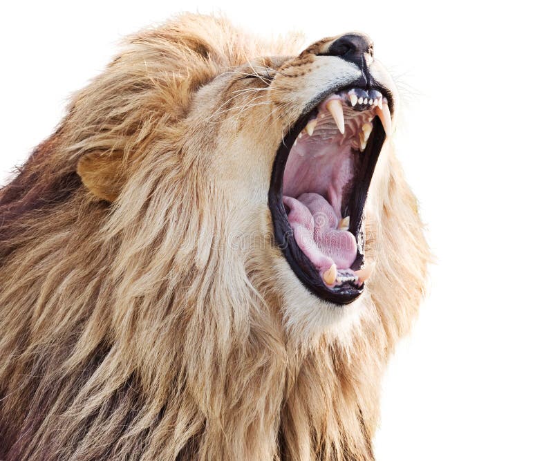 Lion Roaring or laughing stock photo. Image of roar, teeth – 19064428