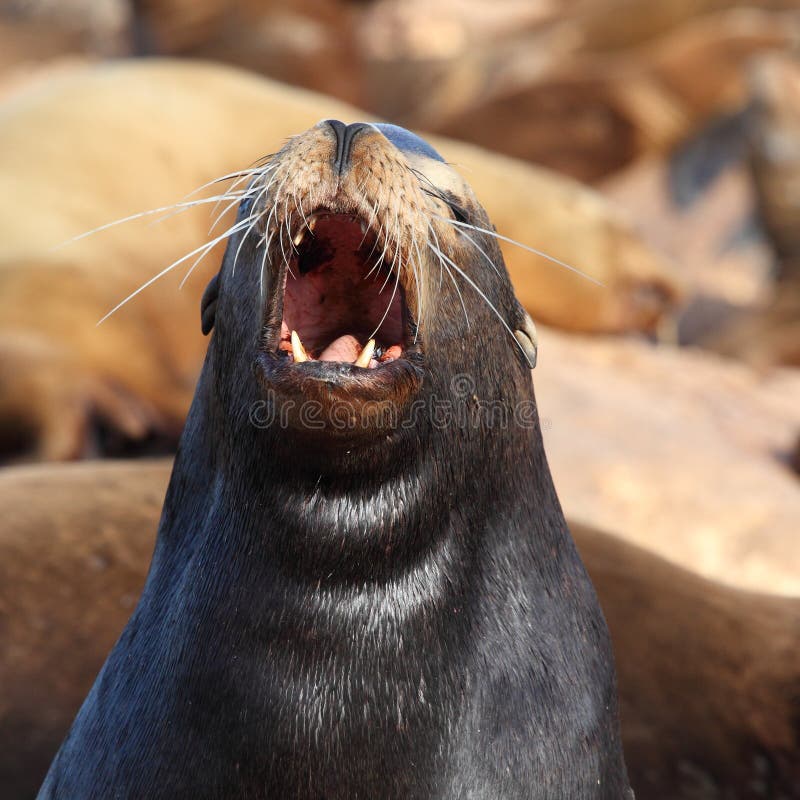 Roaring sea Lion