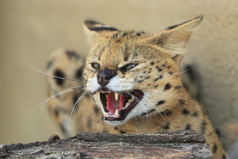 Serval stock photo. Image of fast, cerval, predator, meadow - 21235782