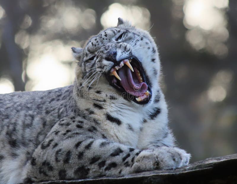 Roaring Snow leopard
