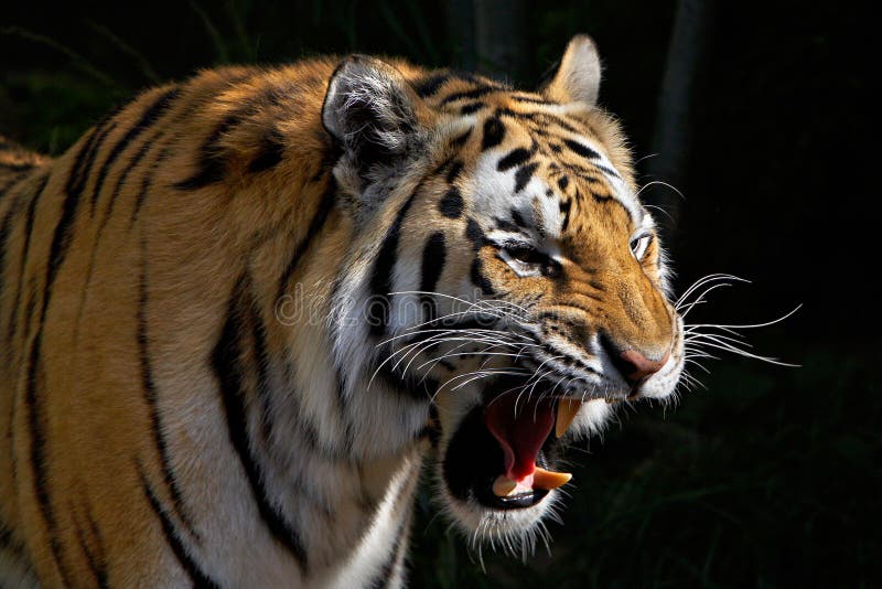 siberian tiger roaring